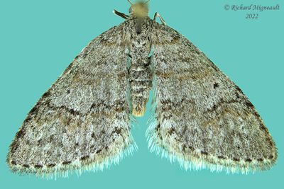 7428 - Venusia comptaria - Brown-shaded Carpet Moth m22 