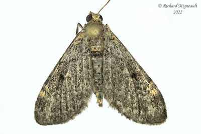 7459 - Eupithecia columbiata m22 