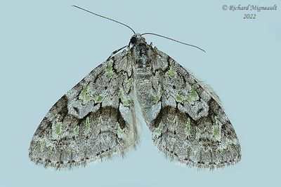 7637 - Mottled Gray Carpet - Cladara limitaria m22 