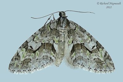 7637 - Mottled Gray Carpet - Cladara limitaria m22 