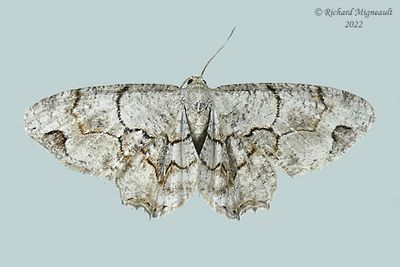 7650 - Gray Scoopwing - Callizzia amorata m22