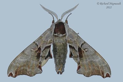 7821 - Twin-spotted Sphinx - Smerinthus jamaicensis m22 