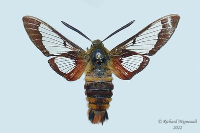 7853 - Hummingbird Clearwing Moth - Hemaris thysbem22 