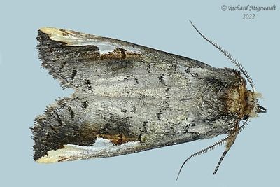 7951 - White-headed Prominent Moth - Symmerista albifrons m22 