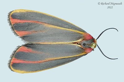 8090 - Painted Lichen Moth - Hypoprepia fucosa m22 