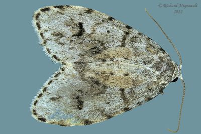 8098 - Clemensia albata Packard - Little White Lichen Moth m22