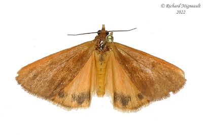 8123 - Virbia ferruginosa - Rusty Holomelina Moth m22 