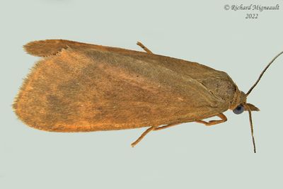 8123 - Virbia ferruginosa - Rusty Holomelina Moth m22 