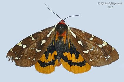 8162 - St. Lawrence Tiger Moth - Arctia parthenos m22 