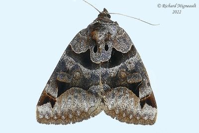8731 - Toothed Somberwing Moth - Euclidea cuspidea m22
