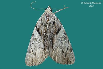 8863 - Wonderful Underwing Moth - Catocala mira m22 