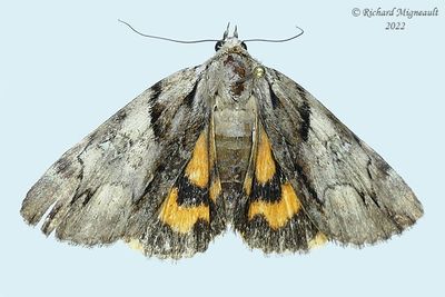 8863 - Wonderful Underwing Moth - Catocala mira m22
