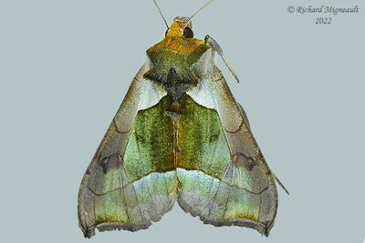 8897 - Green-patched Looper - Diachrysia balluca m22 