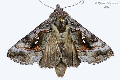 8913 - Autographa pseudogamma m22 3