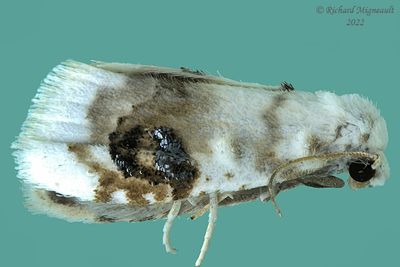 8990 - Blurry-patched Nola Moth - Nola cilicoides m22