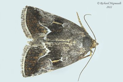 9046 - Bog Lithacodia Moth - Deltote bellicula m22