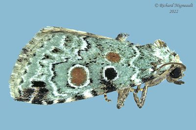 9050 - Red-spotted Lithacodia - Maliattha concinnimacula m22 
