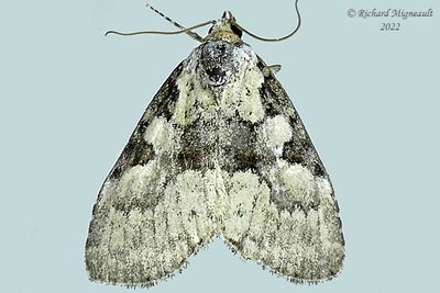 9066 - Leuconycta lepidula - Marbled-green Leuconyctam 22 