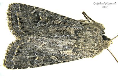 9382 - Glassy Cutworm Moth - Apamea devastator m22 