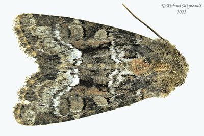 9415.1 - Oligia strigilis - Marbled Minor Moth m22