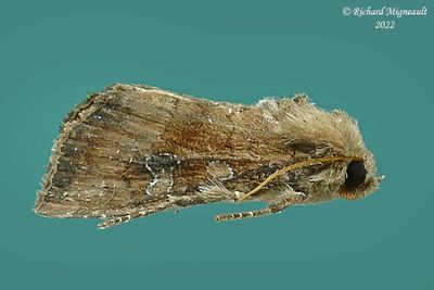 9454 - Veiled Ear Moth - Amphipoea velata m22 