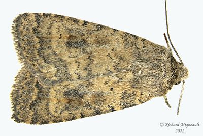 9653 - Mottled Rustic Moth - Caradrina morpheus m22 
