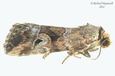9681.1 - Pale-winged Midget Moth - Elaphria alapallida m22 