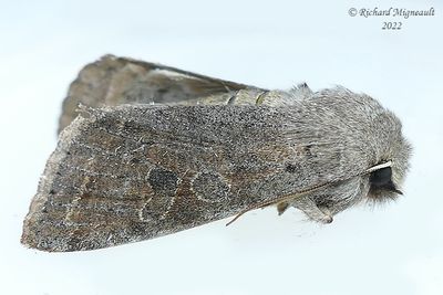 10495 - Orthosia hibisci - Speckled Green Fruitworm Moth m22 