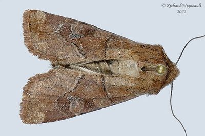 10501 - Crocigrapha normani - Norman's Quaker Moth m22