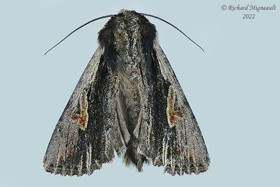 10520  Bicolored Woodgrain Moth - Morrisonia evicta m22 