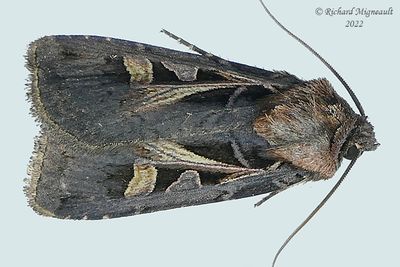 10676 - Master's Dart Moth - Feltia herilis m22