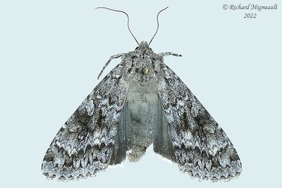 10929 - Eurois occulta - Great Brocade Moth m22