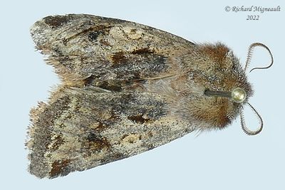 10996 - Cerastis salicarum - Willow Dart Moth m22