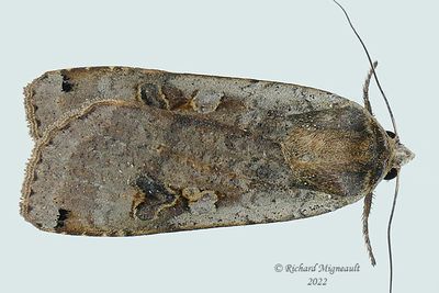 11003,1- Large Yellow Underwing - Noctua pronuba m22