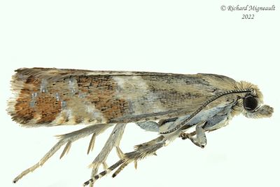 Unidentified micro Tortricidae - Olethreutinae sp 43 m22 1
