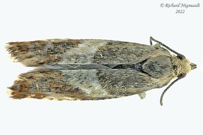 Unidentified micro Tortricidae - Olethreutinae sp 43 m22 2