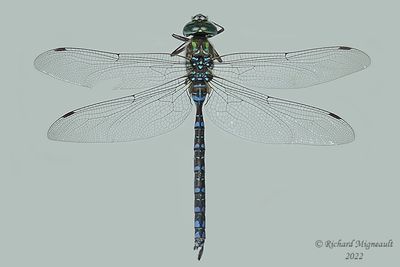 Darner - Aeshna canadensis - Canada Darner m22 1