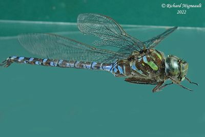 Darner - Aeshna canadensis - Canada Darner m22 3