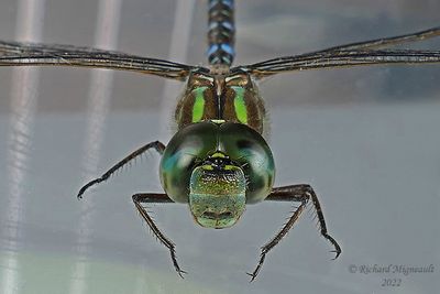 Darner - Aeshna canadensis - Canada Darner m22 4