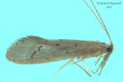 Longhorned Caddisfly - Oecetis sp m22