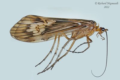 Northern Caddisfly - Hydatophylax argusm 22 