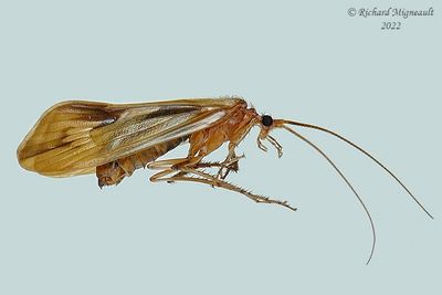 Northern Caddisfly - Limnephilus ornatus 22