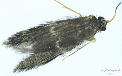Microcaddisfly sp6 m22 