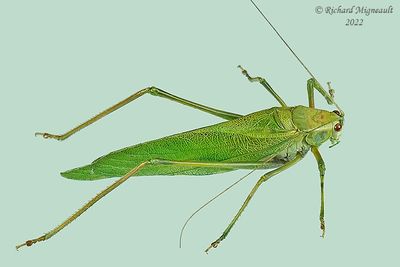 Katydid - Scudderia pistillata m22