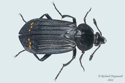 Carrion Beetle - Necrodes surinamensis m22 