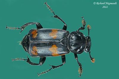 Carrion Beetle - Nicrophorus sayi m22