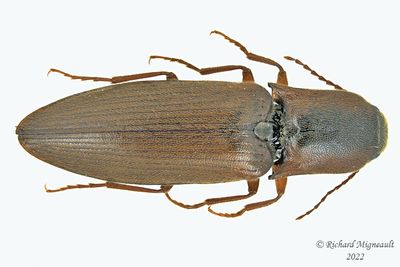 Click Beetle - Agriotes collaris m22 1 