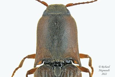 Click Beetle - Agriotes collaris m22 2