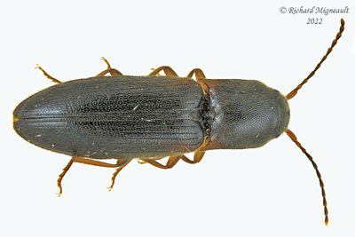 Click Beetle - Dalopius fuscipes m22 1