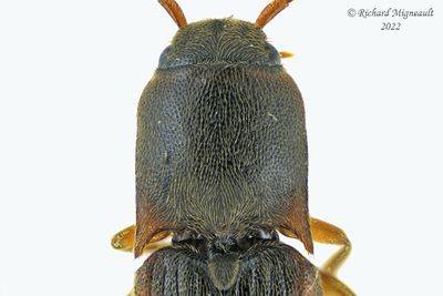 Click Beetle - Dalopius fuscipes m22 2